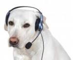 cane pazzo che ascolta la musica